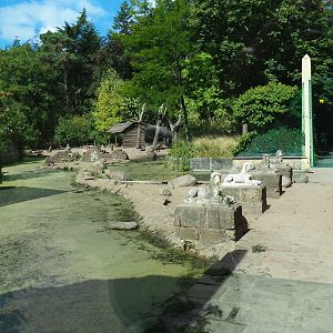 Hamadryas baboon/Aoudad exhibit