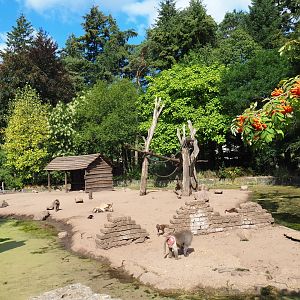 Hamadryas baboon/Aoudad exhibit