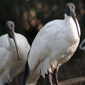 Malagasy Sacred Ibis