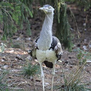 Northern Kori Bustard