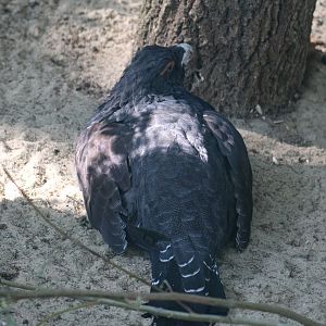 Western Capercaillie