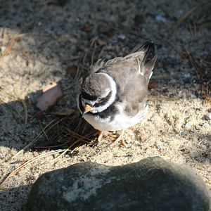 Common Ringed Plover