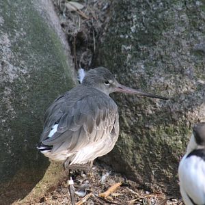 Black-Tailed Godwit