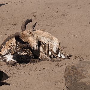 Muddy Aoudad (Ammotragus lervia)