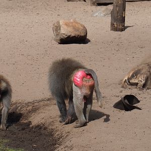 Hamadryas baboons (Papio hamadryas) and Aoudad (Ammotragus lervia)