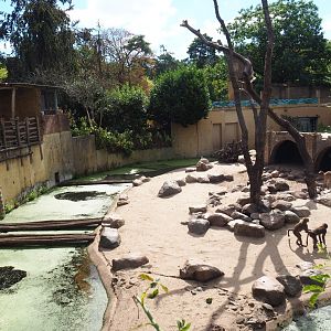 Hamadryas baboon/Aoudad exhibit