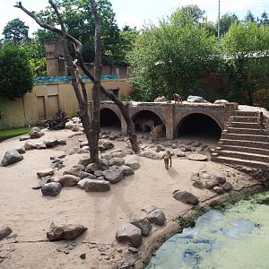 Hamadryas baboon/Aoudad exhibit