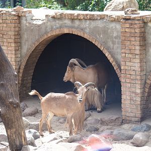 Aoudads (Ammotragus lervia)