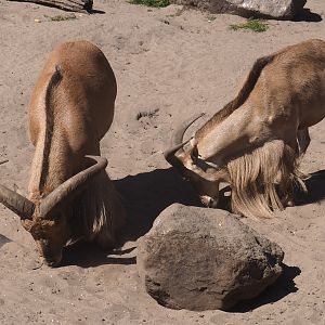 Aoudads (Ammotragus lervia)