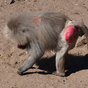 Hamadryas baboon (Papio hamadryas)