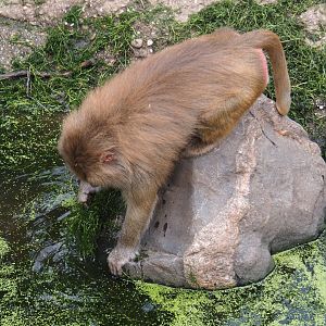 Hamadryas baboon (Papio hamadryas)