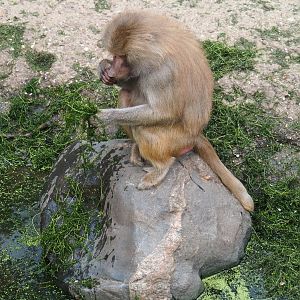 Hamadryas baboon (Papio hamadryas)