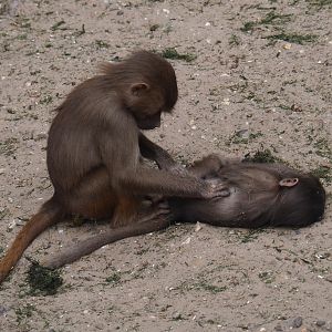 Young Hamadryas baboons (Papio hamadryas) grooming