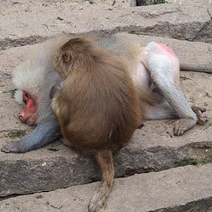 Hamadryas baboons (Papio hamadryas) grooming