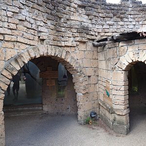 Ancient City herps house