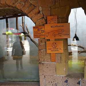 Terrarium white-throated monitors