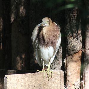 Javan Pond-Heron