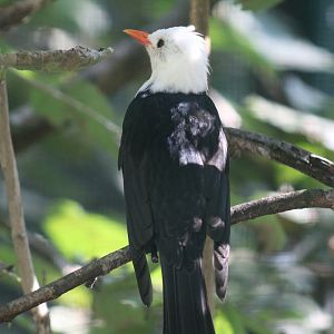South Chinese Black Bulbul