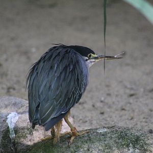 Striated Heron