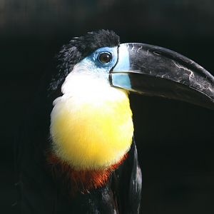 Channel-Billed Toucan