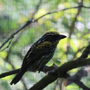 Gilded Barbet