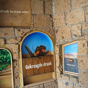 Education displays on lizards