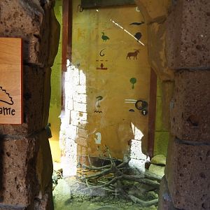 Terrarium Uromastyx acanthinura