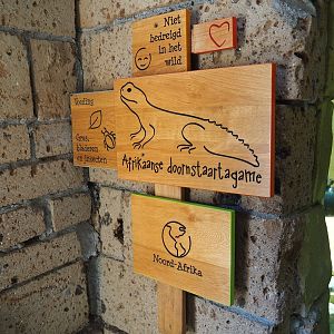 Signage Uromastyx acanthinura