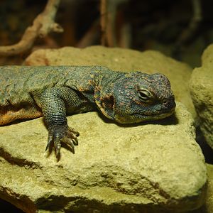 Uromastyx acanthinura
