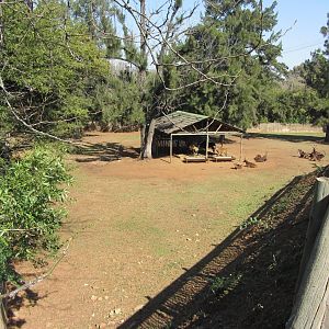 Southern Sable Antelope Yard