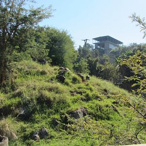 Sichuan Takin Exhibit