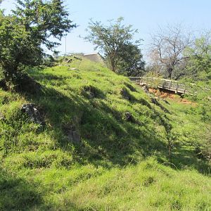 Sichuan Takin Exhibit