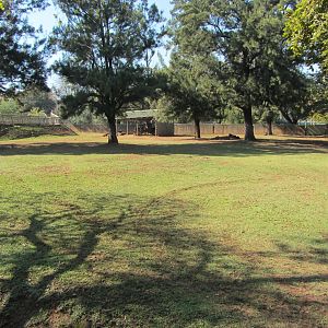 Southern Sable Antelope Yard