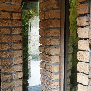 Locust terrarium viewing windows