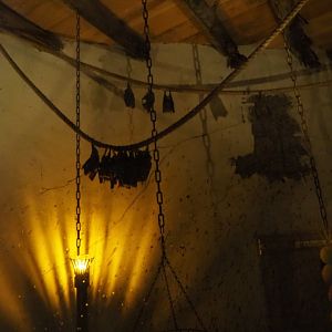 Part of the Egyptian fruit bat exhibit