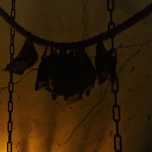 Egyptian fruit bats (Rousettus aegyptiacus)