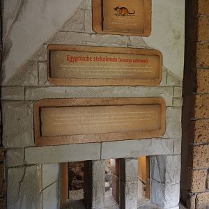 Cairo spiny mouse exhibit