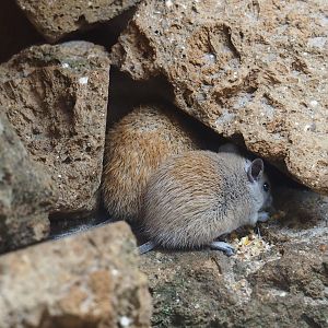 Cairo spiny mouse (Acomys cahirinus)