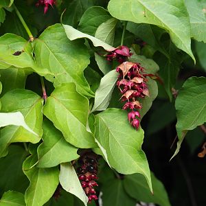 Himalayan honeysuckle (Leycesteria formosa)