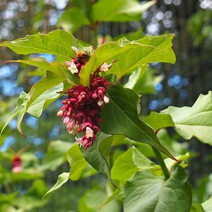Himalayan honeysuckle (Leycesteria formosa)
