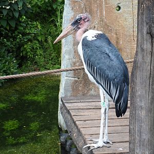 Marabou stork (Leptoptilos crumenifer)