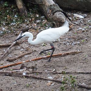 Little egret (Egretta garzetta)