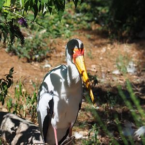 Yellow-billed stork (Mycteria ibis)
