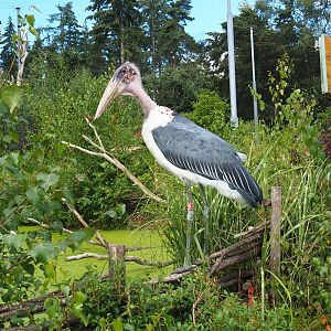 Marabou stork (Leptoptilos crumenifer)