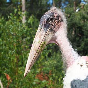 Marabou stork (Leptoptilos crumenifer)