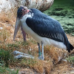 Marabou stork (Leptoptilos crumenifer) sitting