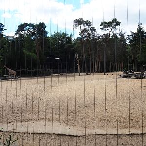 View of the savanna paddock from the SnavelRijk aviary
