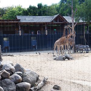 View of the savanna paddock from the SnavelRijk aviary