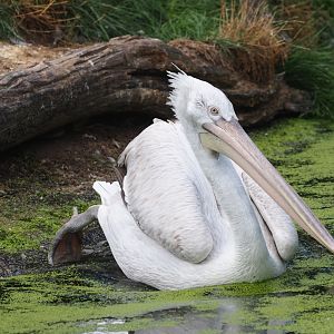 Dalmatian pelican (Pelecanus onocrotalus)