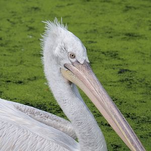 Dalmatian pelican (Pelecanus onocrotalus)